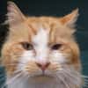 CASIMIR