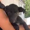 Harry [Chiot]