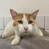 FAROUK