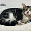 Loucky