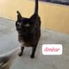 Ambar