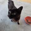 Ambar