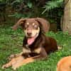 TAIYO, chiot mâle Berger Créole