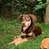 TAIYO, chiot mâle Berger Créole