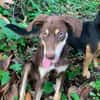 TAIYO, chiot mâle Berger Créole