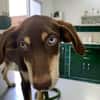 TAIYO, chiot mâle Berger Créole