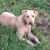PHOENIX Croisée Labrador Femelle junior