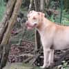 PHOENIX Croisée Labrador Femelle junior