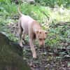 PHOENIX Croisée Labrador Femelle junior