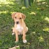 TSILIA, chiot femelle Croisée Labrador