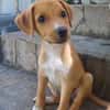 TSILIA, chiot femelle Croisée Labrador