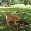 TSILIA, chiot femelle Croisée Labrador