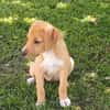TSILIA, chiot femelle Croisée Labrador