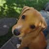TSILIA, chiot femelle Croisée Labrador