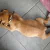 TSILIA, chiot femelle Croisée Labrador