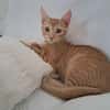BOBBY-PIGGY, chaton mâle type européen