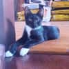 HUGGY-WUGGY, chaton mâle type européen