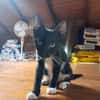 HUGGY-WUGGY, chaton mâle type européen