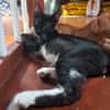 HUGGY-WUGGY, chaton mâle type européen