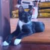 HUGGY-WUGGY, chaton mâle type européen