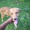 ASUKI, chiot femelle Berger Créole