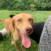 ASUKI, chiot femelle Berger Créole
