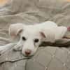 WOODY, chiot mâle Berger Créole