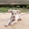 WOODY, chiot mâle Berger Créole