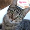 Tigresa