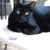 Coco