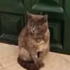 Cloe