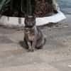 Cloe
