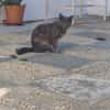 Cloe