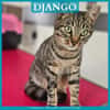 DJANGO