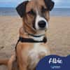 Albie