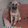 WHISKY cucciolo maschio