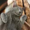 Hübscher Ciclamino sucht sein Zuhause