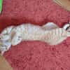 Rosie sucht liebevolles Zuhause
