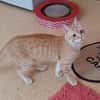 Rosie sucht liebevolles Zuhause