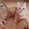 Rosie sucht liebevolles Zuhause