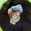 Rosie sucht liebevolles Zuhause