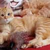 Rosie sucht liebevolles Zuhause