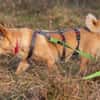 Pixie, Pflegestelle in Niedersachsen