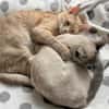 Lebensfrohe Minu sucht Zuhause