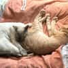 Lebensfrohe Minu sucht Zuhause