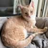 Geretteter Mozart sucht Zuhause
