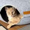 Geretteter Mozart sucht Zuhause