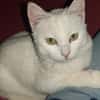 Junger Blanco sucht sein Zuhause