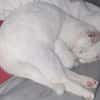 Junger Blanco sucht sein Zuhause