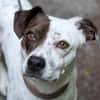 Klein♥Abbie♥Schmusemaus 63820 Elsenfeld